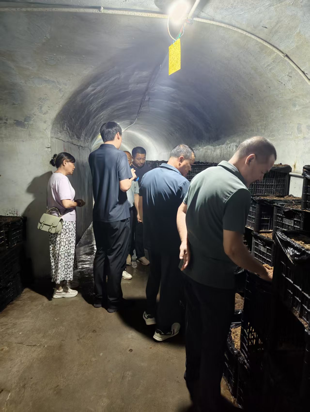 热烈欢迎湖北宜昌的天麻种植户莅临康达人种业科技（湖北）有限公司考察洽谈筐栽天麻技术